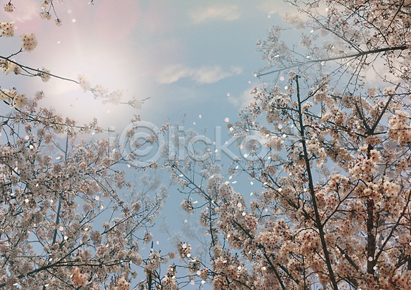 사람없음 JPG 포토 구름(자연) 꽃 꽃나무 나무 백그라운드 분홍색 식물 야외 자연 주간 편집 풍경(경치) 하늘 합성 화초