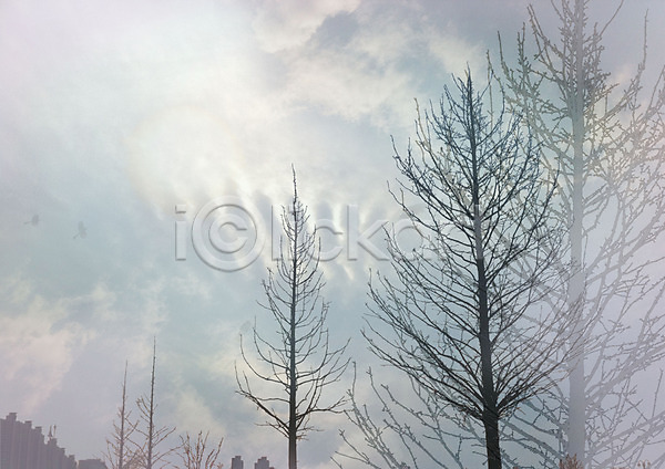 사람없음 JPG 포토 구름(자연) 나무 나뭇가지 백그라운드 식물 야외 자연 주간 편집 풍경(경치) 하늘 합성
