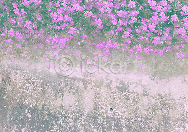 사람없음 JPG 포토 꽃 꽃밭 돌(바위) 백그라운드 보라색 식물 야외 자연 주간 편집 풍경(경치) 합성 화단 화초