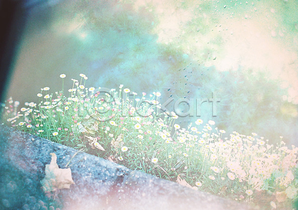 사람없음 JPG 포토 꽃 꽃밭 담장 백그라운드 벽돌 식물 야외 자연 주간 편집 풍경(경치) 합성 화단 화초
