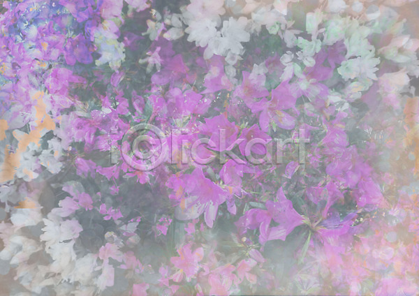 사람없음 JPG 포토 꽃 꽃밭 백그라운드 보라색 식물 야외 자연 주간 초원(자연) 편집 풍경(경치) 합성 화초