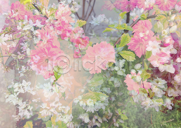 사람없음 JPG 포토 꽃 꽃밭 백그라운드 분홍색 식물 야외 자연 주간 초원(자연) 편집 풍경(경치) 합성 화초