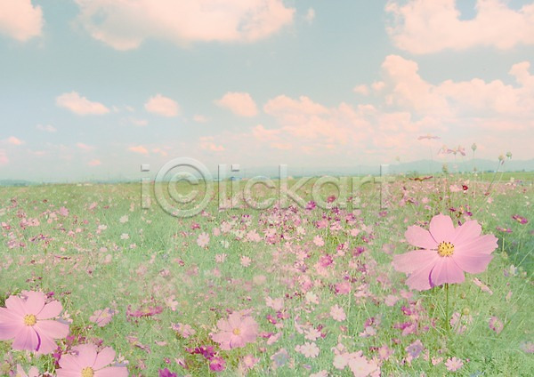 사람없음 JPG 포토 관찰 구름(자연) 꽃 꽃밭 백그라운드 분홍색 식물 야외 자연 주간 초원(자연) 편집 풍경(경치) 하늘 합성 화초