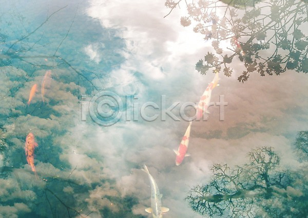 사람없음 JPG 포토 구름(자연) 나무 동물 물 바다동물 반사 백그라운드 식물 야외 어류 연못 편집 풍경(경치) 하늘 합성 호수