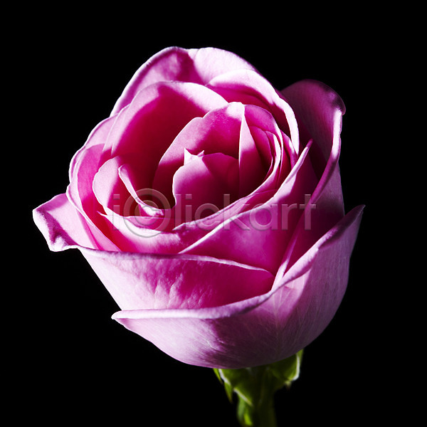 사람없음 JPG 근접촬영 포토 꽃 꽃백그라운드 백그라운드 분홍색 식물 잎 장미 줄기 컬러 한송이