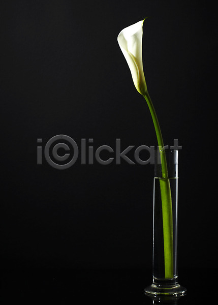 사람없음 JPG 포토 꽃 꽃백그라운드 꽃병 백그라운드 식물 유리 잎 잔 줄기 카라 컬러 한송이 흰색