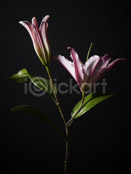 사람없음 JPG 포토 꽃 꽃백그라운드 백그라운드 백합(꽃) 분홍색 식물 잎 줄기 컬러 한송이