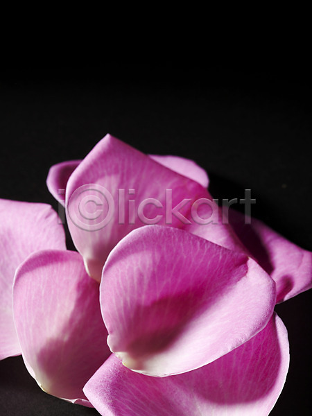 사람없음 JPG 근접촬영 포토 꽃 꽃백그라운드 꽃잎 백그라운드 분홍색 식물 잎 장미 컬러