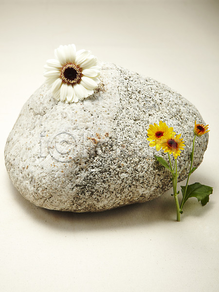 사람없음 JPG 포토 거베라 국화 꽃 꽃백그라운드 노란색 돌(바위) 들꽃 백그라운드 소국 식물 잎 조약돌 줄기 흰색