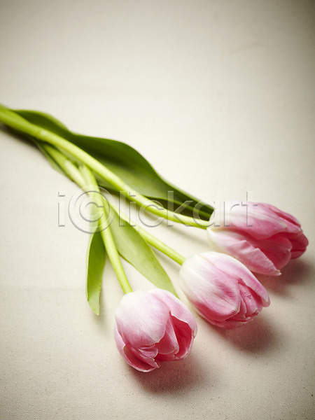 사람없음 JPG 포토 꽃 꽃백그라운드 백그라운드 분홍색 세송이 식물 잎 줄기 컬러 튤립