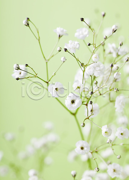 사람없음 JPG 근접촬영 포토 꽃 꽃백그라운드 백그라운드 식물 안개꽃 여러송이 줄기 컬러 흰색