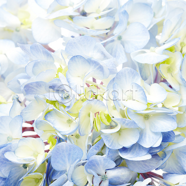 사람없음 JPG 근접촬영 포토 꽃 꽃백그라운드 백그라운드 수국 식물 여러송이 줄기 컬러 파란색