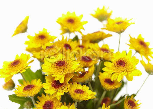 사람없음 JPG 포토 국화 꽃 꽃다발 꽃백그라운드 노란색 누끼 들꽃 소국 식물 여러송이 잎 줄기