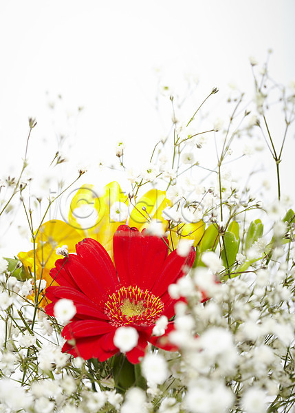 사람없음 JPG 근접촬영 포토 거베라 꽃 꽃백그라운드 노란색 누끼 빨간색 식물 안개꽃 여러송이 흰색