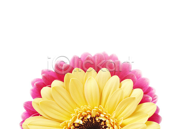 사람없음 JPG 근접촬영 포토 거베라 꽃 꽃백그라운드 노란색 누끼 두송이 분홍색 식물