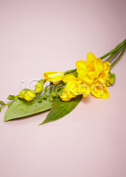 사람없음 JPG 포토 꽃 꽃백그라운드 노란색 백그라운드 식물 여러송이 잎 줄기 컬러 프리지어