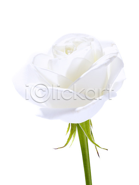 사람없음 JPG 근접촬영 포토 꽃 꽃백그라운드 누끼 식물 잎 장미 줄기 컬러 한송이 흰색
