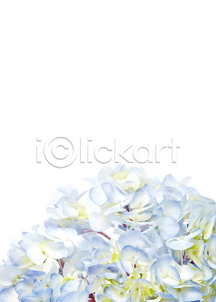 사람없음 JPG 포토 꽃 꽃다발 꽃백그라운드 누끼 수국 식물 여러송이 줄기 컬러 파란색