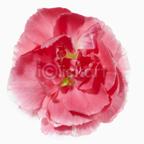 사람없음 JPG 포토 하이앵글 꽃 꽃백그라운드 누끼 분홍색 식물 잎 카네이션 컬러 한송이