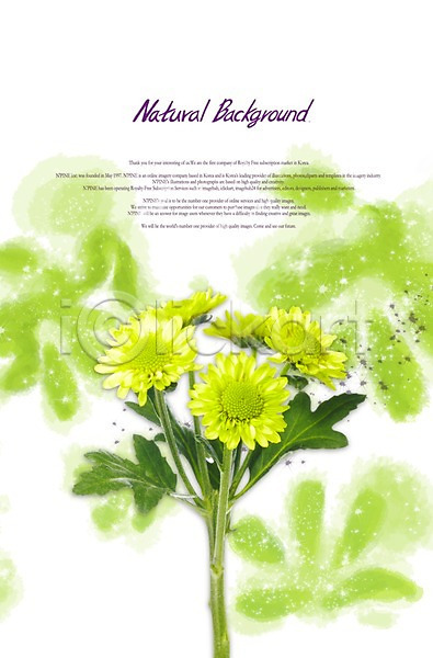 사람없음 PSD 편집이미지 계절 꽃 꽃백그라운드 백그라운드 봄 소국 식물 식물백그라운드 여러송이 잎 자연 줄기 초록색 컬러