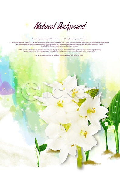 사람없음 PSD 편집이미지 계절 꽃 꽃백그라운드 백그라운드 봄 식물 식물백그라운드 여러송이 잎 자연 줄기 컬러 흰색