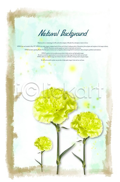 감사 사람없음 PSD 편집이미지 5월 5월행사 계절 기념일 꽃 꽃백그라운드 백그라운드 세송이 식물 식물백그라운드 어버이날 이벤트 잎 자연 줄기 카네이션