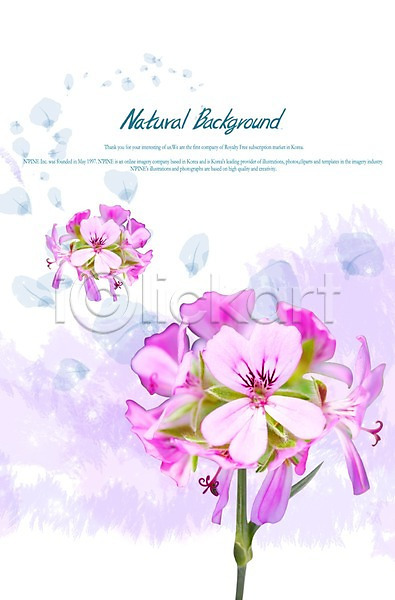 사람없음 PSD 편집이미지 계절 꽃 꽃백그라운드 백그라운드 보라색 봄 식물 식물백그라운드 여러송이 잎 자연 자주색 줄기 컬러