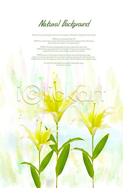 사람없음 PSD 편집이미지 계절 꽃 꽃백그라운드 백그라운드 백합(꽃) 봄 식물 식물백그라운드 여러송이 잎 자연 줄기 컬러 흰색