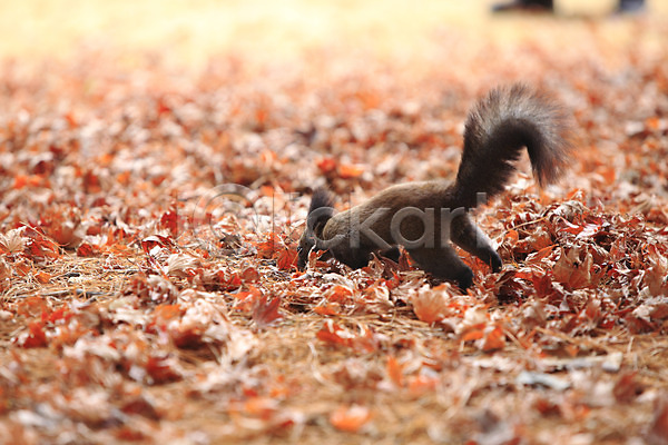 사람없음 JPG 아웃포커스 포토 가을(계절) 가을풍경 계절 나뭇잎 낙엽 다람쥐 동물 백그라운드 숲 숲속 야생동물 야외 잎 자연 주간 청설모 포유류 풍경(경치) 한마리