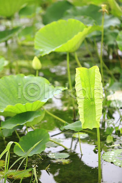사람없음 JPG 아웃포커스 포토 꽃 물 수중식물 식물 야외 연꽃(꽃) 연못 연잎 잎 자연 정원 주간 줄기 초록색 컬러 풀(식물) 호수 화초