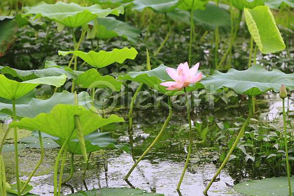 사람없음 JPG 포토 꽃 물 분홍색 수중식물 식물 야외 연꽃(꽃) 연못 연잎 잎 자연 정원 주간 줄기 컬러 풀(식물) 한송이 호수 화초