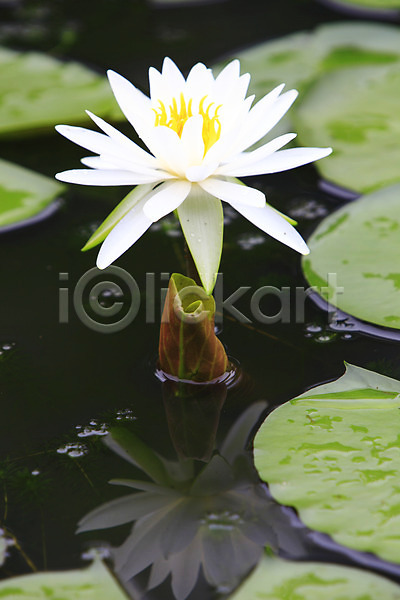 사람없음 JPG 아웃포커스 포토 꽃 물 물그림자 반사 수중식물 식물 야외 연꽃(꽃) 연못 연잎 잎 자연 정원 주간 컬러 한송이 호수 화초 흰색