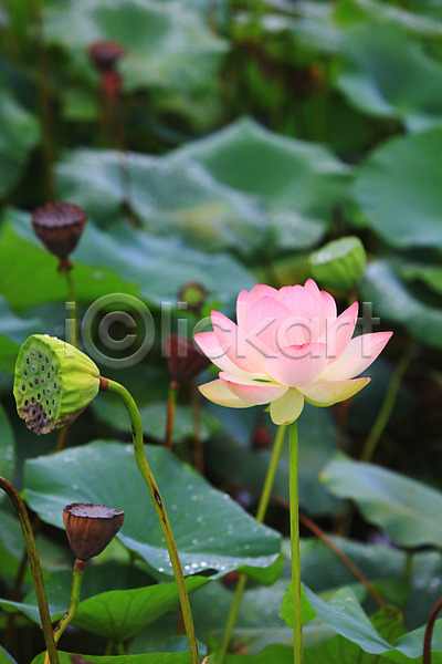 사람없음 JPG 아웃포커스 포토 꽃 물방울 분홍색 수중식물 식물 씨앗 야외 연꽃(꽃) 연못 이슬 잎 자연 정원 젖음 주간 줄기 촉촉함 컬러 한송이 호수 화초