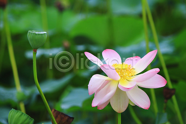 사람없음 JPG 아웃포커스 포토 꽃 분홍색 수중식물 식물 씨앗 야외 연꽃(꽃) 연못 연잎 잎 자연 정원 주간 줄기 컬러 한송이 호수 화초
