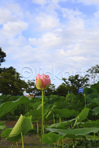 사람없음 JPG 포토 구름(자연) 꽃 나무 분홍색 수중식물 식물 야외 연꽃(꽃) 연못 연잎 잎 자연 정원 주간 줄기 컬러 풍경(경치) 하늘 한송이 호수 화초