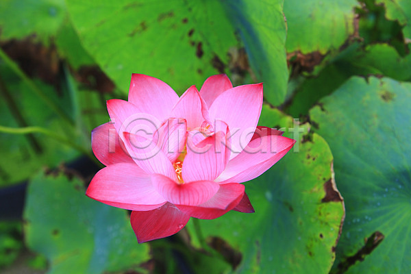 사람없음 JPG 아웃포커스 포토 하이앵글 꽃 분홍색 수중식물 식물 야외 연꽃(꽃) 연못 연잎 잎 자연 정원 주간 컬러 한송이 호수 화초