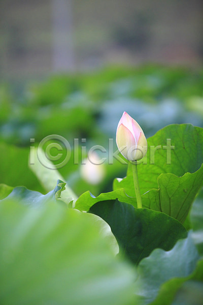 사람없음 JPG 아웃포커스 포토 꽃 꽃봉오리 분홍색 수중식물 식물 야외 연꽃(꽃) 연못 연잎 잎 자연 정원 주간 줄기 컬러 한송이 호수 화초