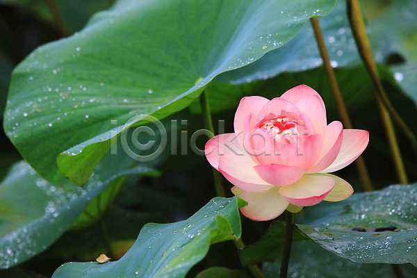 사람없음 JPG 아웃포커스 포토 꽃 물방울 분홍색 수중식물 식물 야외 연꽃(꽃) 연못 연잎 이슬 잎 자연 정원 주간 줄기 촉촉함 컬러 한송이 호수 화초