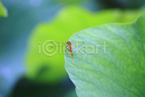 사람없음 JPG 근접촬영 아웃포커스 포토 곤충 동물 벌레 식물 야외 연잎 잎 자연 잠자리 주간 초록색 컬러 한마리