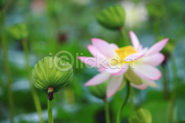사람없음 JPG 아웃포커스 포토 꽃 분홍색 수중식물 식물 씨앗 야외 연꽃(꽃) 연못 자연 정원 주간 줄기 컬러 한송이 호수 화초
