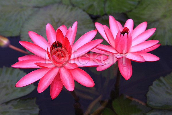 사람없음 JPG 아웃포커스 포토 꽃 두송이 분홍색 수중식물 식물 야외 연꽃(꽃) 연못 연잎 잎 자연 정원 주간 컬러 호수 화초