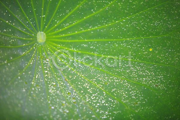 사람없음 JPG 근접촬영 아웃포커스 포토 물 물방울 백그라운드 식물 야외 연잎 이슬 잎 잎맥 자연 젖음 주간 초록색 촉촉함 컬러