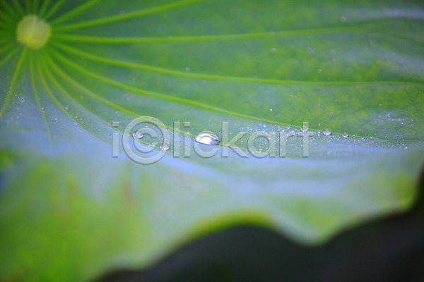 사람없음 JPG 근접촬영 아웃포커스 포토 물 물방울 백그라운드 식물 야외 연잎 이슬 잎 잎맥 자연 젖음 주간 초록색 촉촉함 컬러