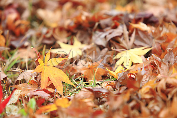 사람없음 JPG 아웃포커스 포토 가을(계절) 가을풍경 계절 나뭇잎 낙엽 단풍 백그라운드 식물 야외 잎 자연 주간 풀(식물) 풍경(경치)