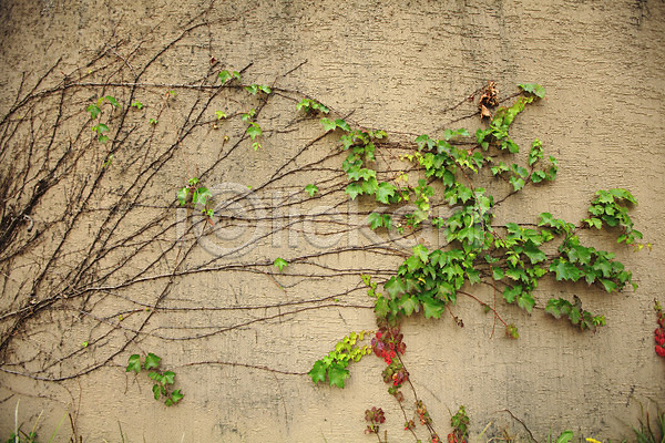 사람없음 JPG 포토 나뭇잎 담장 담쟁이덩굴 덩굴 백그라운드 벽 벽면 시멘트벽 식물 야외 잎 주간