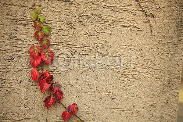 사람없음 JPG 포토 나뭇잎 담장 담쟁이덩굴 덩굴 백그라운드 벽 벽면 시멘트벽 식물 야외 잎 주간