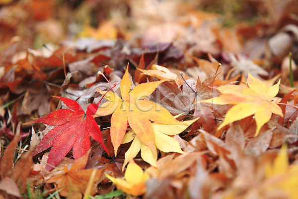 사람없음 JPG 아웃포커스 포토 가을(계절) 가을풍경 계절 나뭇잎 낙엽 단풍 백그라운드 식물 야외 잎 자연 주간 풍경(경치)