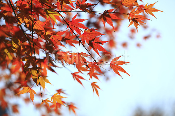 사람없음 JPG 아웃포커스 포토 가을(계절) 가을풍경 계절 나뭇가지 나뭇잎 단풍 단풍나무 백그라운드 식물 야외 잎 자연 주간 풍경(경치) 하늘