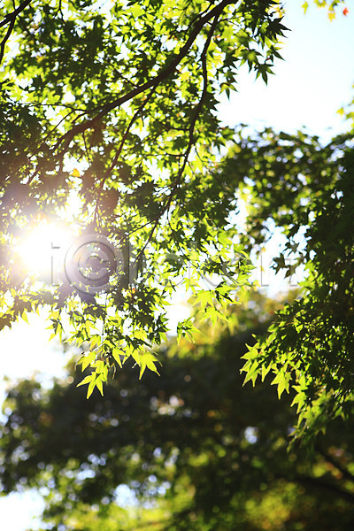 사람없음 JPG 로우앵글 아웃포커스 포토 나무 나뭇가지 나뭇잎 녹음(푸른숲) 단풍 단풍나무 백그라운드 빛 식물 야외 잎 자연 주간 초록색 컬러 태양 풍경(경치) 해 햇빛