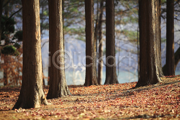 사람없음 JPG 포토 가을(계절) 가을풍경 계절 나무 나뭇잎 낙엽 백그라운드 숲 숲길 숲속 식물 야외 잎 자연 주간 풍경(경치)